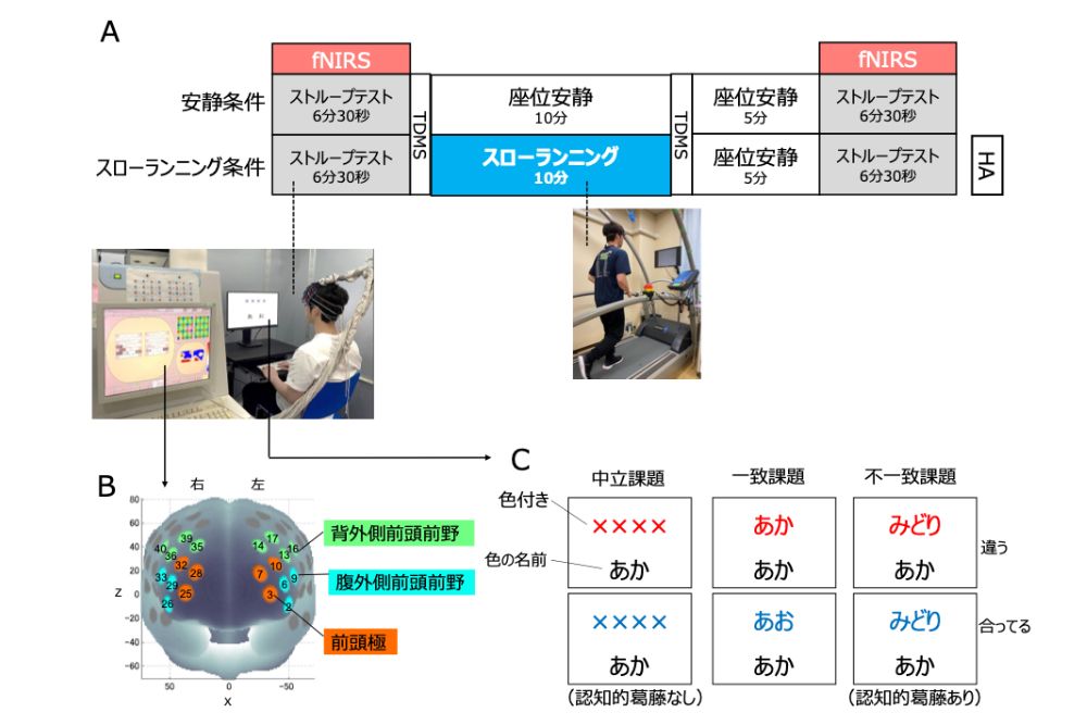 実行機能の評価にはストループテストが用いられた。文字で示される色の名前と、同時に示される色が一致するかをできるだけ早く判断するというもの。気分の評価には、二次元気分尺度（TDMS）というアンケートが用いられた。