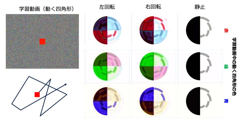 赤、緑、青の動く四角形を学習したAIが見た主観色。回転の向きを変えると、色が現れる場所が変わった。色だけでなく動きとの結びつきが重要であることがわかる。
