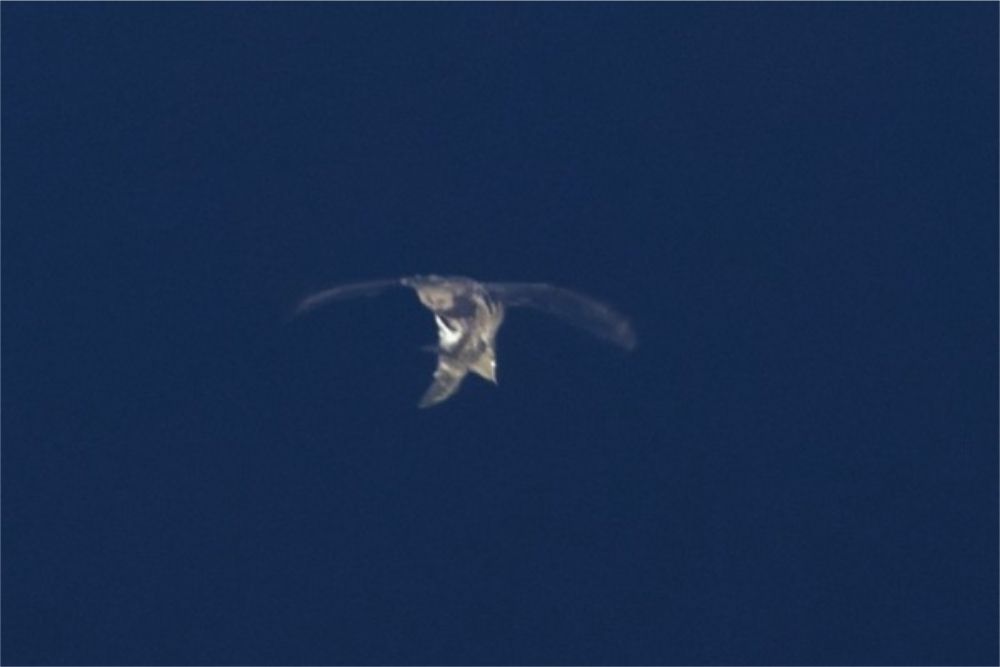 ウグイスを捕獲して飛行するヤマコウモリ。