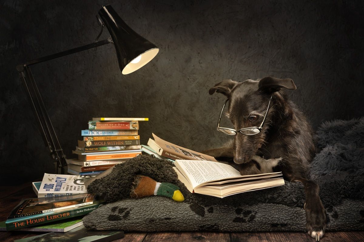 ヘクターの読書室（Hector's Reading Room）、スタジオ部門ファイナリスト　Carolyn Bray, International Pet Photography Awards 2026
