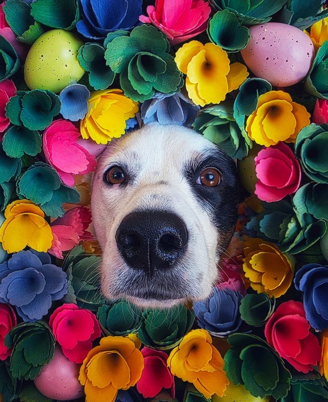 とびきり甘い春のサプライズ（Spring's Sweetest Surprise）、フォン部門ファイナリスト　Cerrina Smith - International Pet Photography Awards 2026