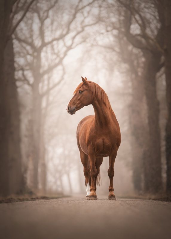 馬（Horse）、馬のポートレート部門ファイナリスト　Renate Zuidema - International Pet Photography Awards 2026