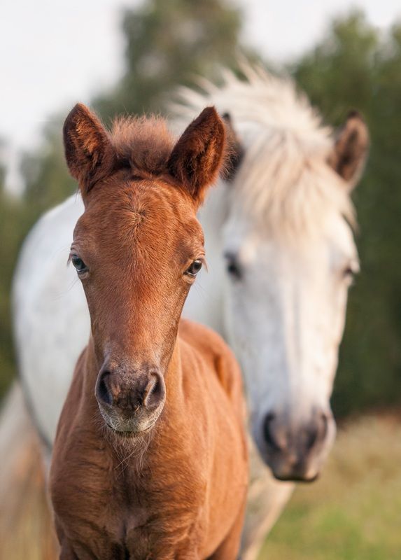 好奇心旺盛なアイスランドの子馬フルドゥメイと、母馬のヒンドラ（Curious Icelandic horse foal, Huldumey and mare Hyndla）、馬のポートレート部門ファイナリスト　Iris van Velzen - International Pet Photography Awards 2026