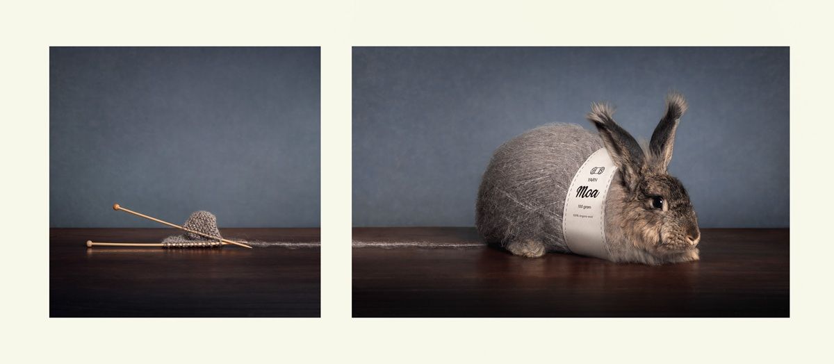 起源（Origin）、最優秀賞ファイナリスト　Inge Heimensen - International Pet Photography Awards 2026