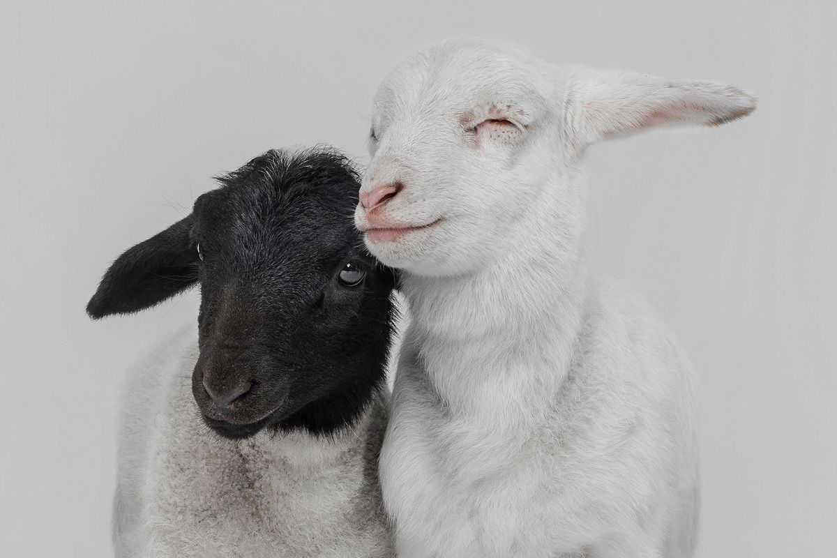 幸運な者たち（The Lucky Ones）、オープン・ポートレート部門ファイナリスト　Jennifer Chassagnol - International Pet Photography Awards 2026
