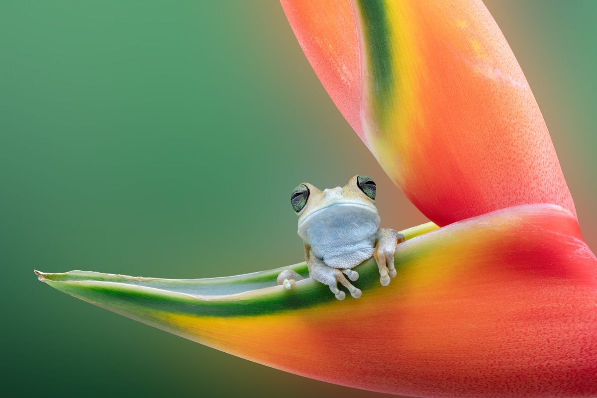 エメラルド色の目をした小さなカエル（Emerald Eyed Tree Frog）、オープン・ポートレート部門ファイナリスト　Louise Wolbers - International Pet Photography Awards 2026