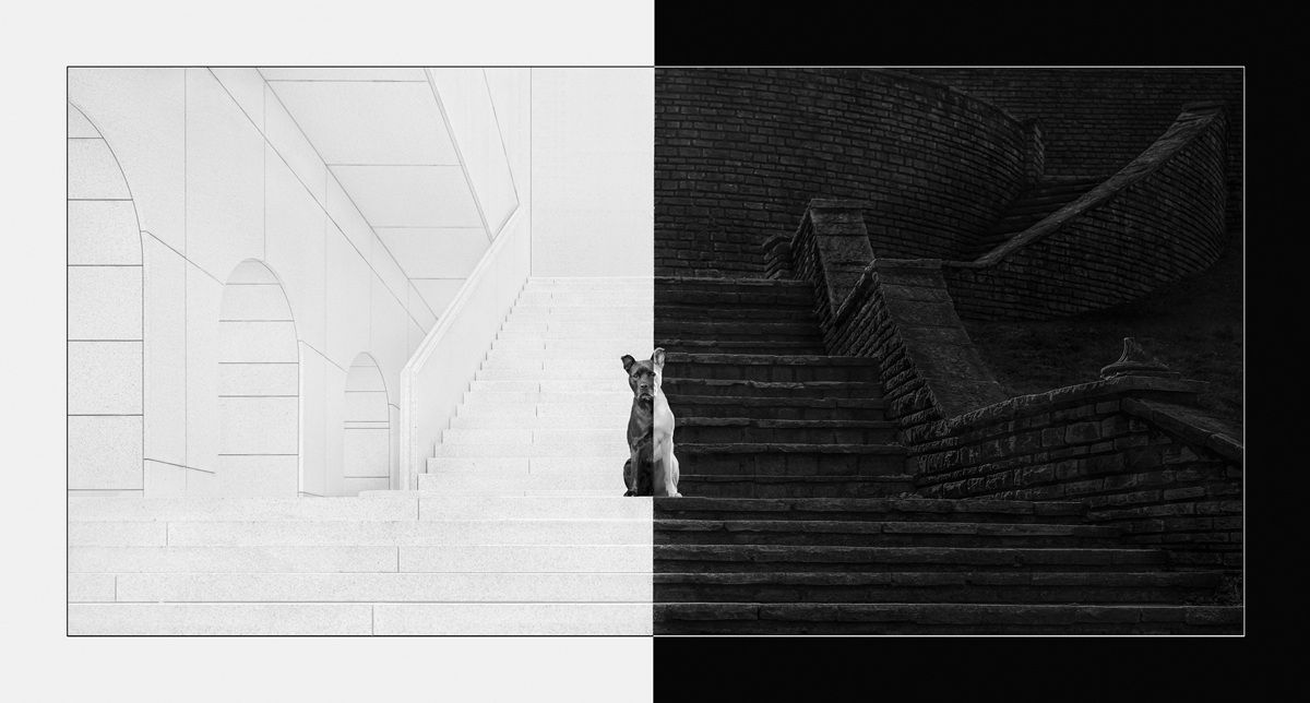 過去と未来（Past and Future）、最優秀賞ファイナリスト　Katie Brockman - International Pet Photography Awards 2026