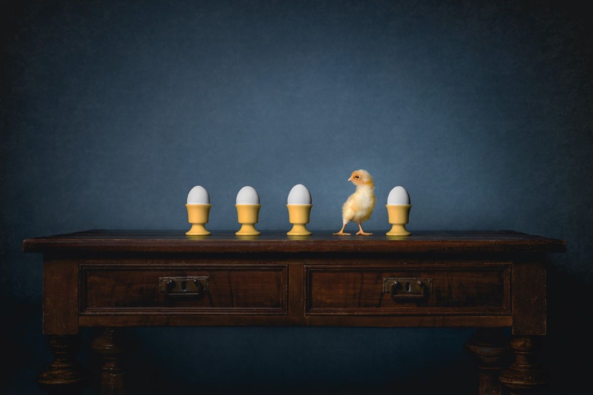 半熟（Soft Boiled）、最優秀賞ファイナリスト　Inge Heimensen - International Pet Photography Awards 2026
