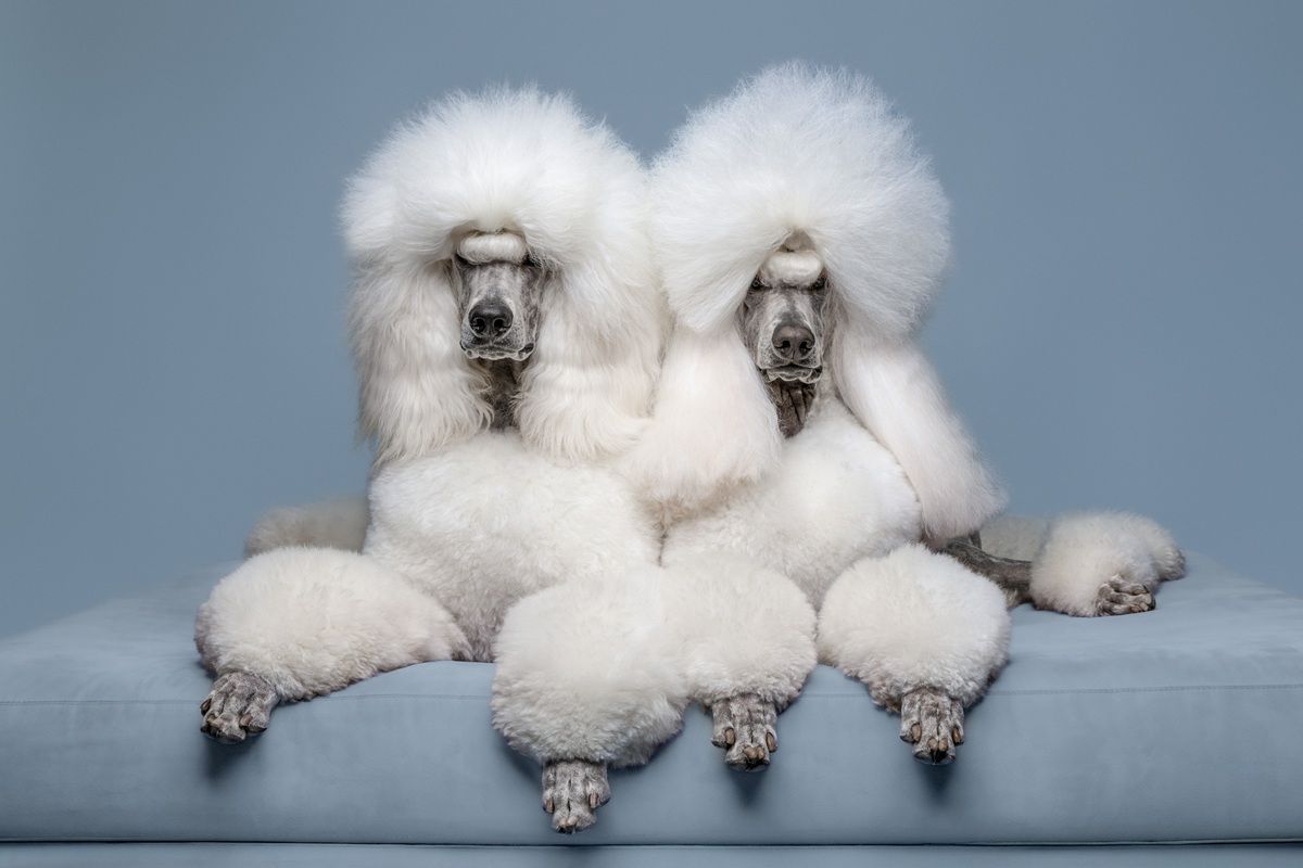 2匹のペット（Two Pets）、スタジオ部門ファイナリスト　Rachel McReady - International Pet Photography Awards 2026