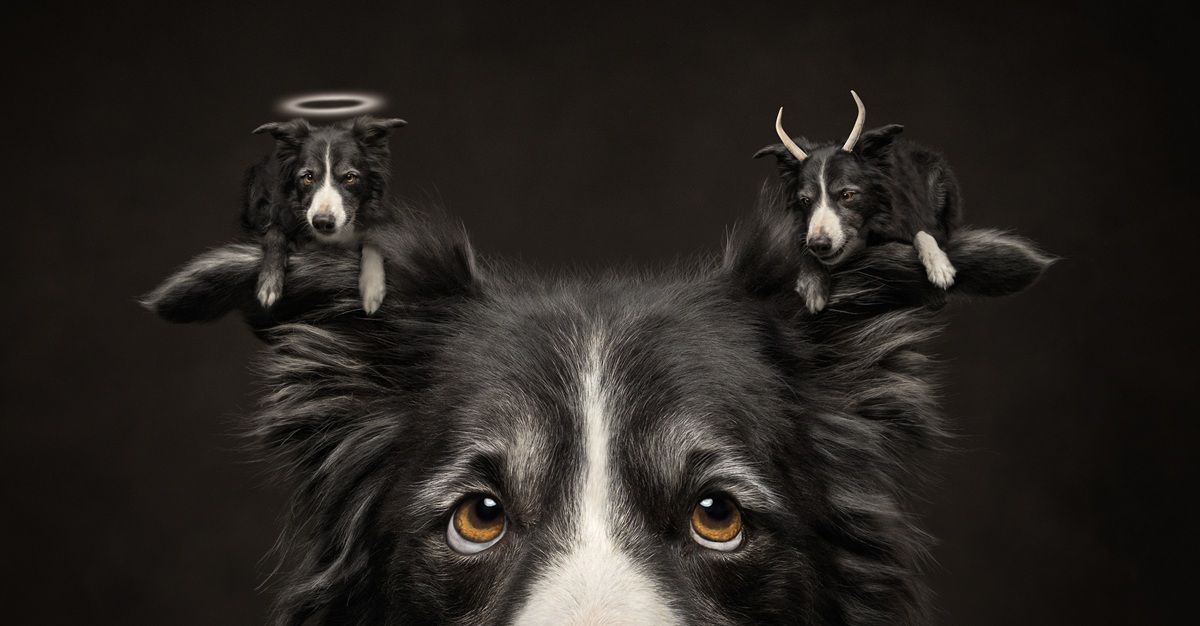 誘惑（Temptation）、最優秀賞ファイナリスト　Callie Soden - International Pet Photography Awards 2026