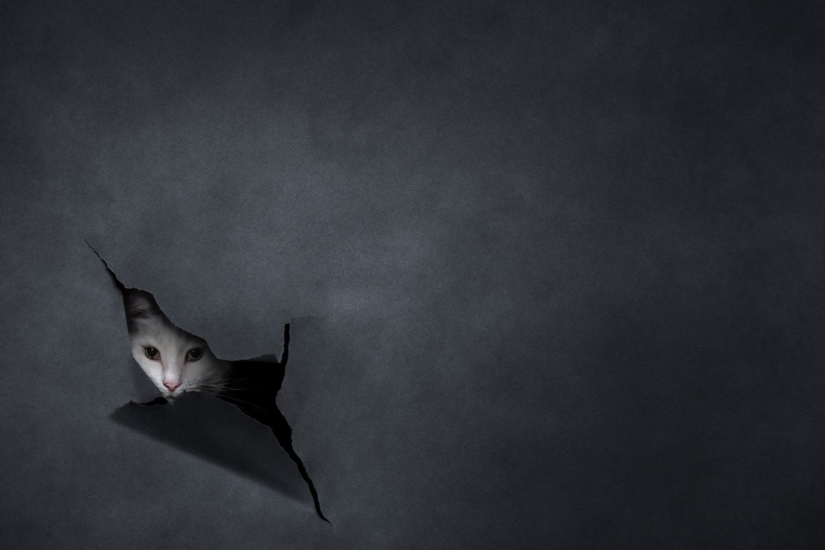 カメラ嫌い（Camera Shy）、最優秀賞ファイナリスト　Belinda Richards, International Pet Photography Awards 2026