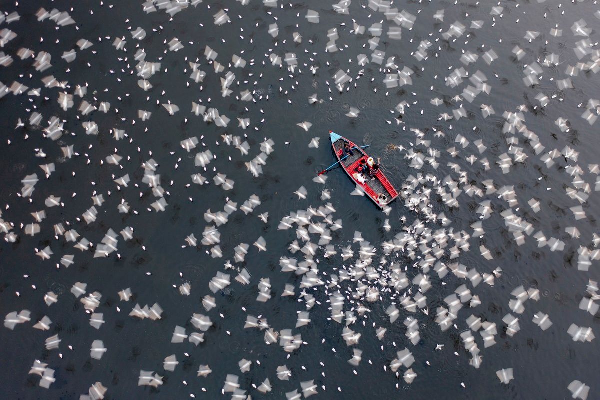 「餌をついばむ無数の渡り鳥（Thousands of Migratory Birds Feeding）」 インターナショナル・エアリアル・フォトグラファー・オブ・ザ・イヤー2026年、ポートフォリオ部門最優秀作品。Azim Khan Ronnie, Bangladesh - International Aerial Photographer of the Year 2026