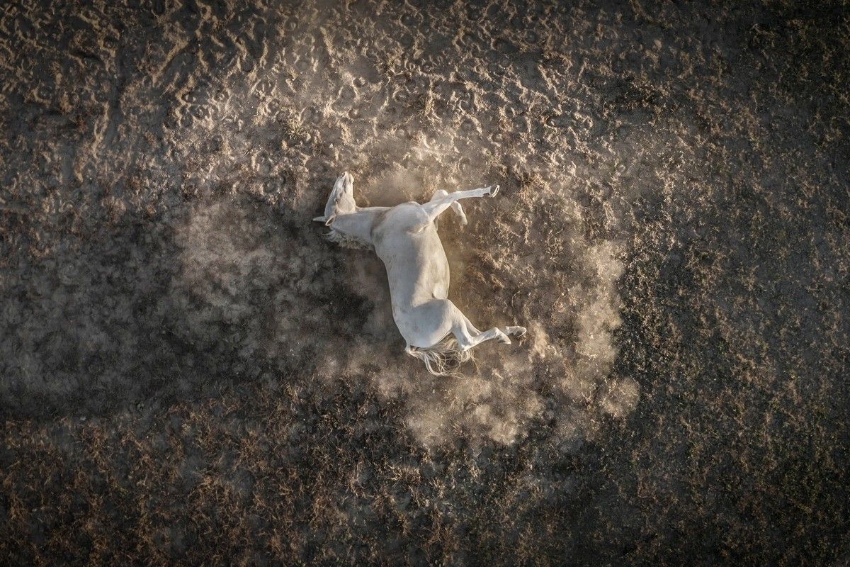 「転がり回る白馬（Tumbling White Horse）」 上位101作品。Fabio Pappalettera, Italy - International Aerial Photographer of the Year 2026