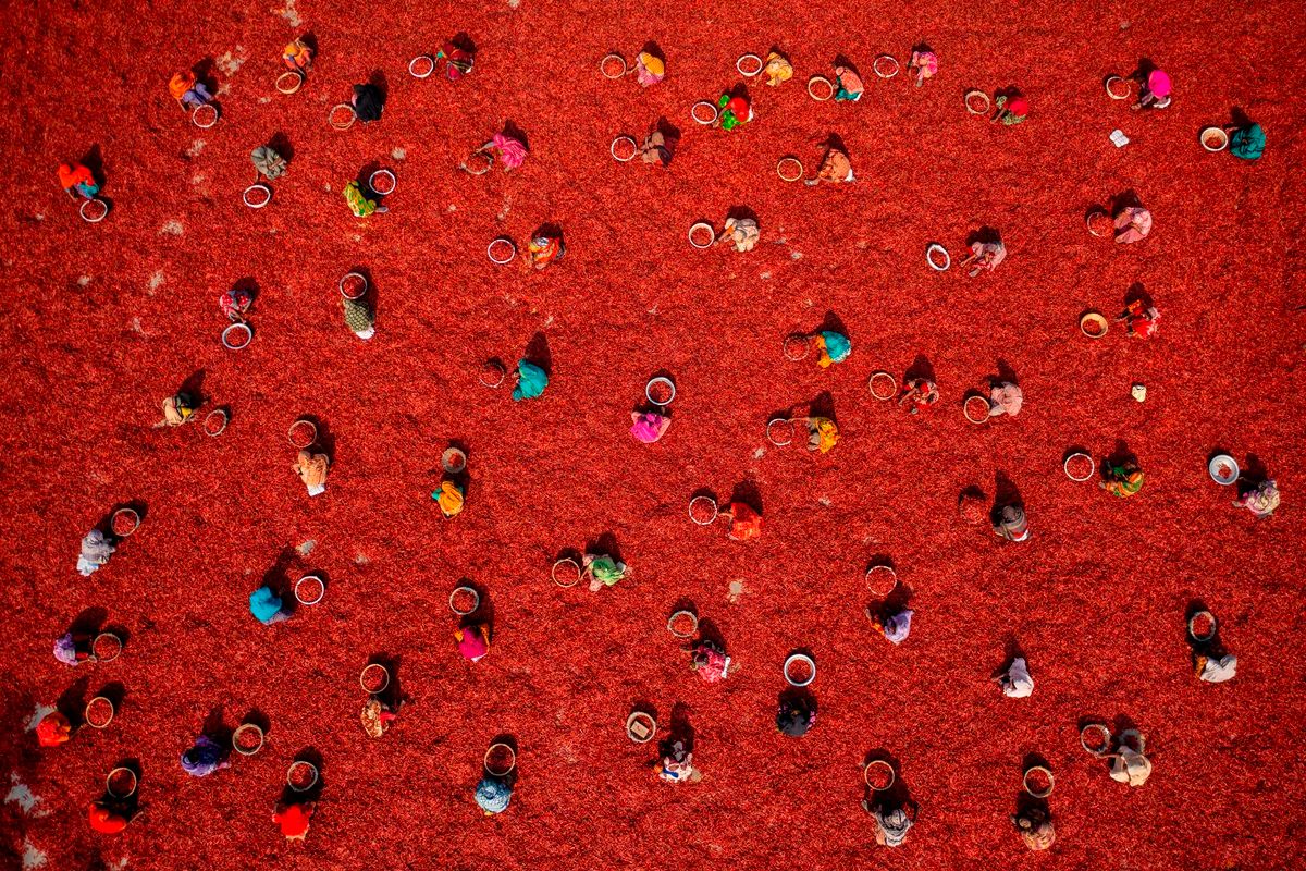 赤唐辛子の収穫（Harvesting Red Chilies）」 インターナショナル・エアリアル・フォトグラファー・オブ・ザ・イヤー2026年、ポートフォリオ部門最優秀作品。Azim Khan Ronnie, Bangladesh - International Aerial Photographer of the Year 2026