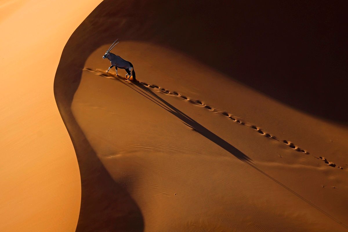 「砂丘を行くオリックス（Oryx Walking on Dune）」 上位101作品。Zhengze Xu, China - International Aerial Photographer of the Year 2026