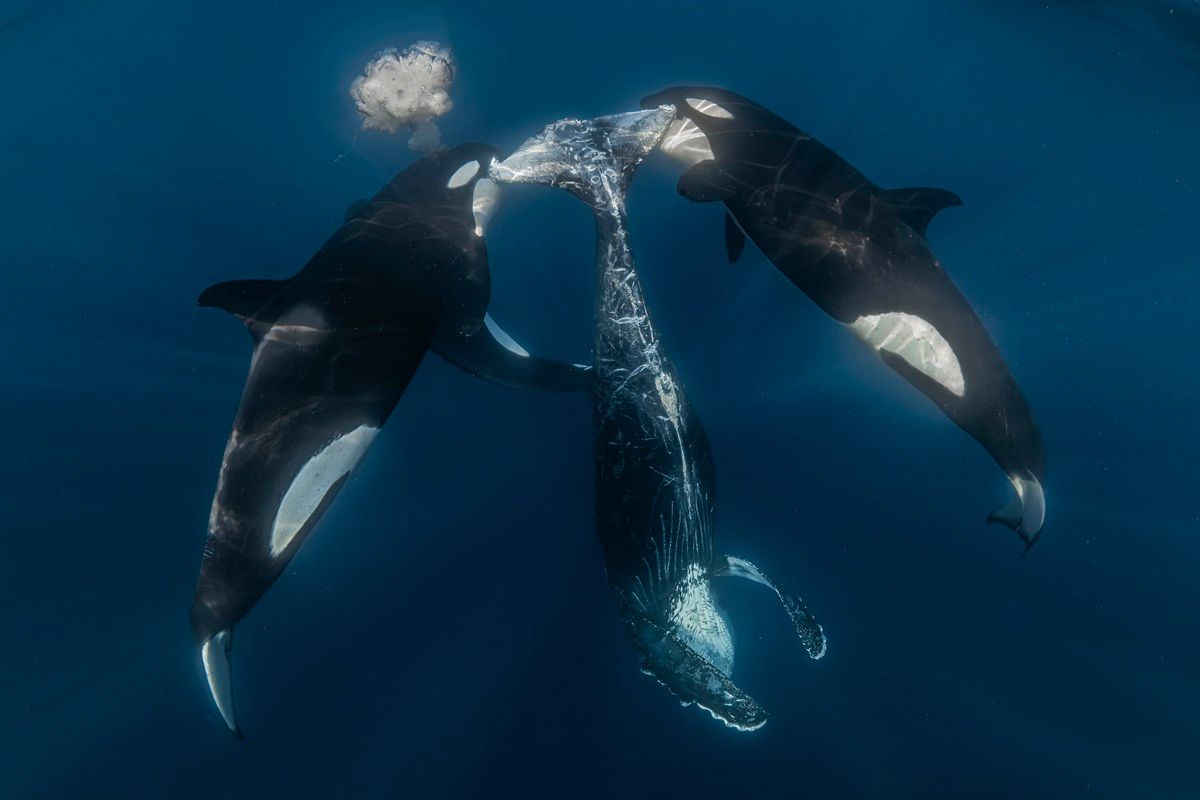 「海の野生生物」最終候補作品：成功したシャチの狩り　Rafael Fernandez Caballero - Ocean Photographer Of The Year 2026