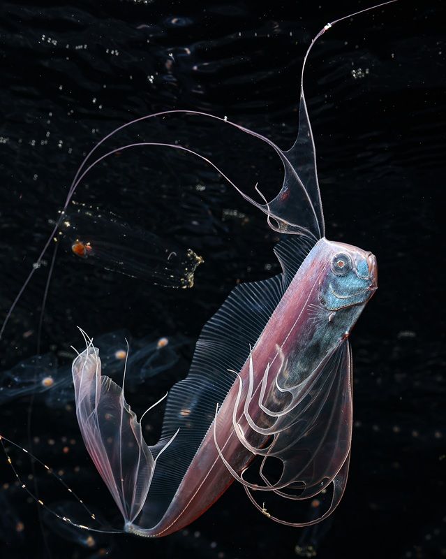 「未知なる海：隠された世界」最終候補作品：静岡県沖の深海から浮上したテンガイハタ　Mitsuna Kawai - Ocean Photographer of the Year 2026