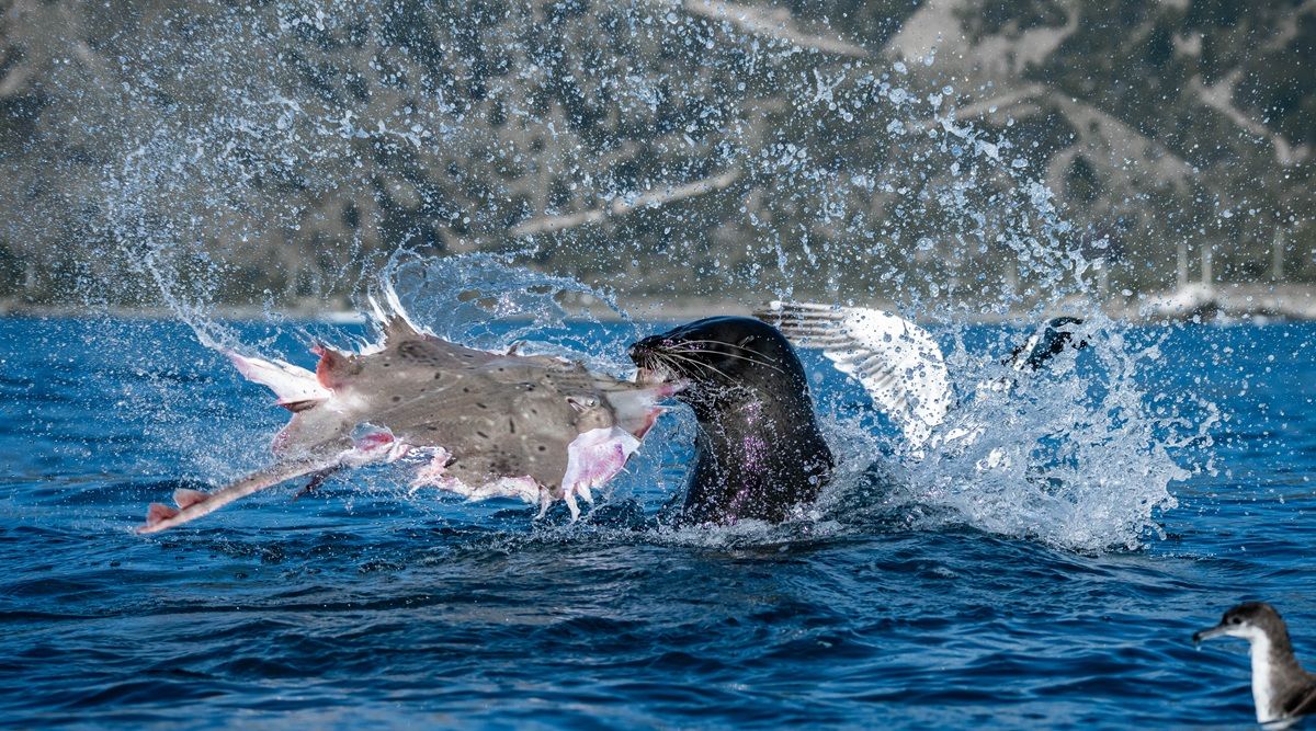 「海の野生生物」最終候補作品：獲物の争奪戦　Allan Cronin - Ocean Photographer of the Year 2026