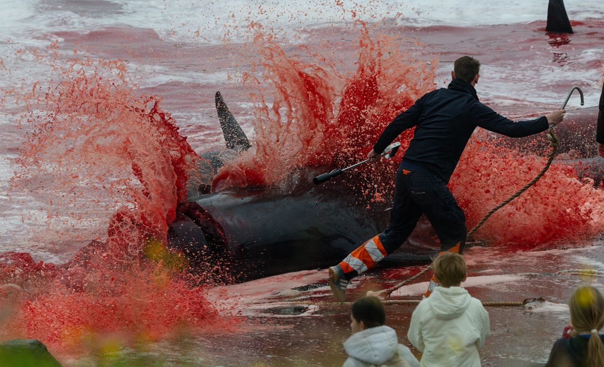 「保全（インパクト）」最終候補作品：フェロー諸島で解体されるクジラを見つめる子どもたち　Karsten Michels - Ocean Photographer of the Year 2026