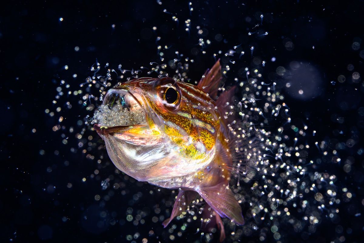 「海の野生生物」最終候補作品：口内保育してきた稚魚を放つオスのテンジクダイ　Yuta Shigeno - Ocean Photographer Of The Year 2026