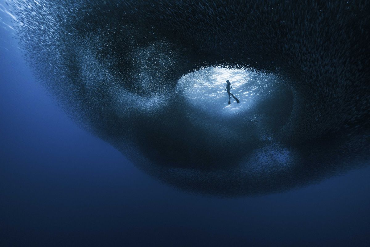 「冒険」最終候補作品：イワシの巨大な群れに包まれるフリーダイバー　Benjamín Yávar - Ocean Photographer of the Year 2026