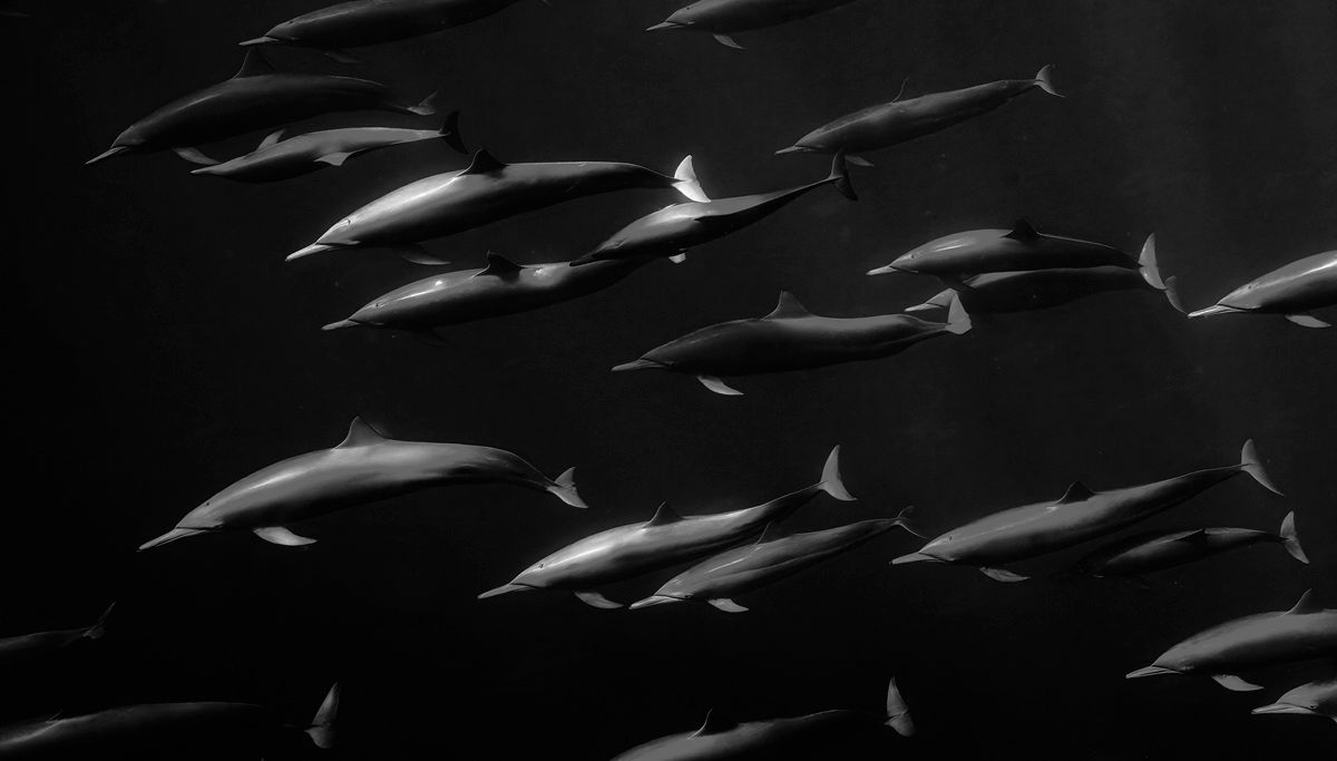 「ファインアート」最終候補作品：外洋を泳ぐハシナガイルカの大集団　Marko Dimitrijevic - Ocean Photographer of the Year 2026