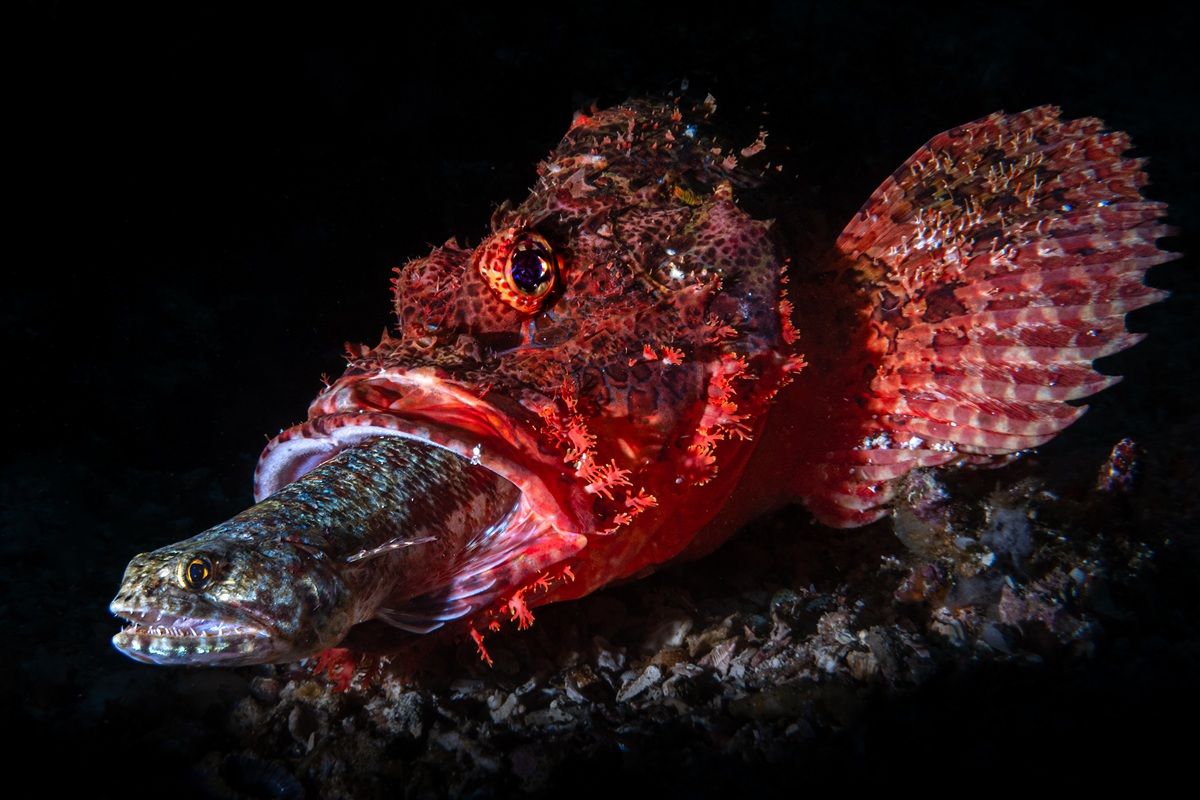 「海の野生生物」最終候補作品：エソをのみ込むカサゴ　Andrea Michelutti - Ocean Photographer of the Year 2026