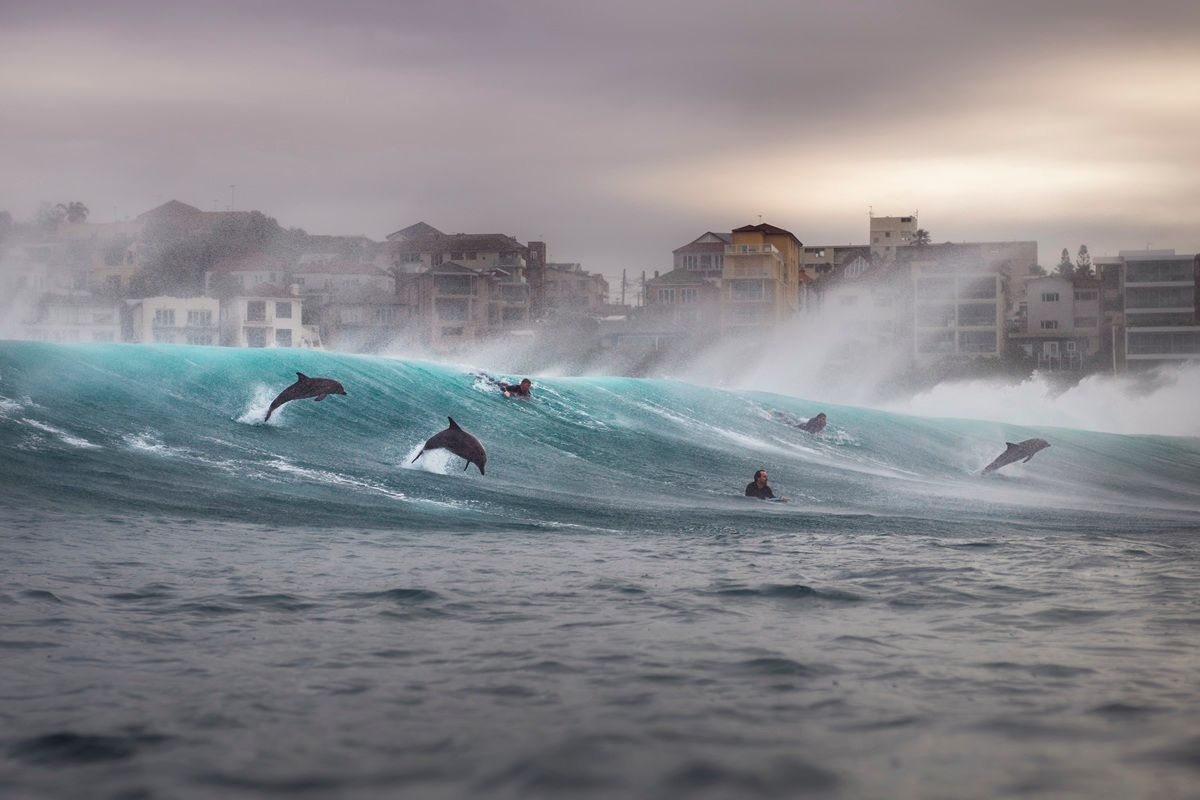 「冒険」最終候補作品：シドニーのタマラマ・ビーチで波に乗るイルカたちとサーファー　Gergo Rugli - Ocean Photographer of the Year 2026