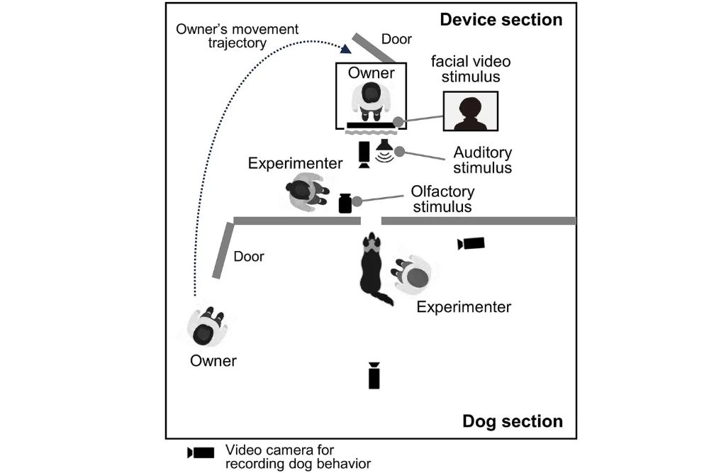 実験装置の図。飼い主が小さなブースに入り、正面のディスプレイとスピーカーから、あらかじめ撮影しておいた飼い主の映像と声を流した。同時に匂いのビンの蓋を開けた。1.5メートル離れた位置から犬にそれを見せて反応を観察した。