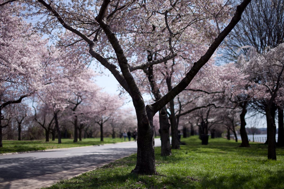 イースト・ポトマック公園の名所、ヘインズ・ポイントの桜並木（Danny Navarro, CC BY-SA 2.0 <https://creativecommons.org/licenses/by-sa/2.0>, via Wikimedia Commons）