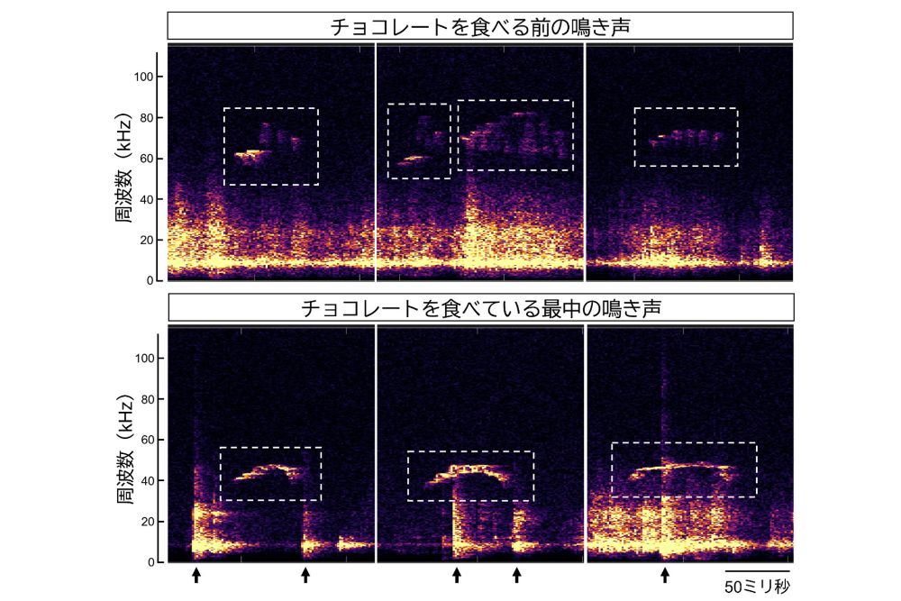 点線で囲まれているのがラットの声。矢印の波形はチョコレートを噛んだときの音。