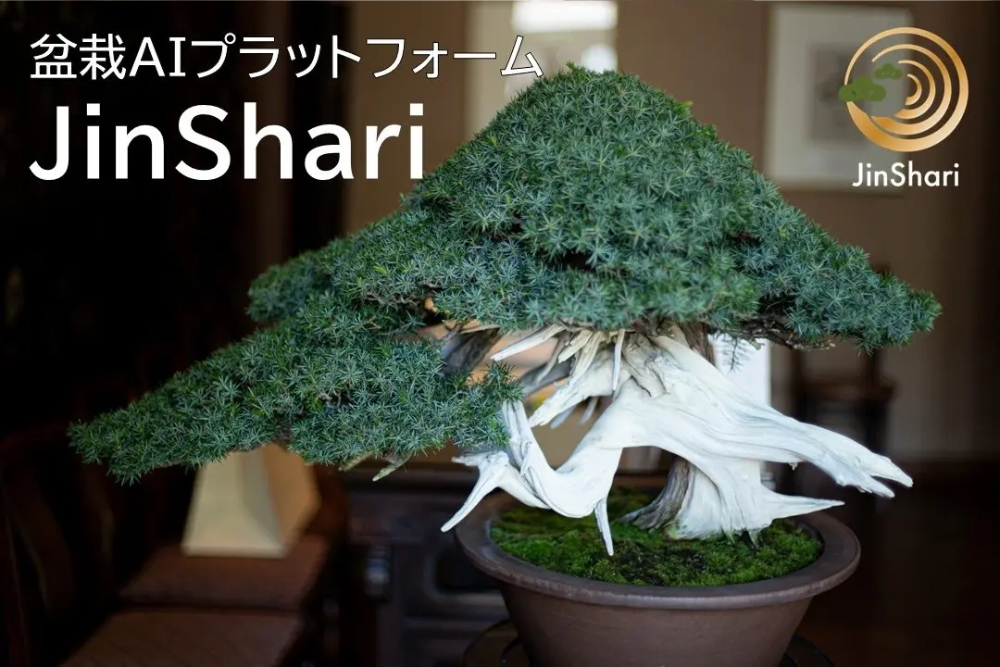 流れる幹の針葉樹盆栽 東大生が挑む盆栽の言語化 美学をAIで解き明かす「JinShari」 | Forbes