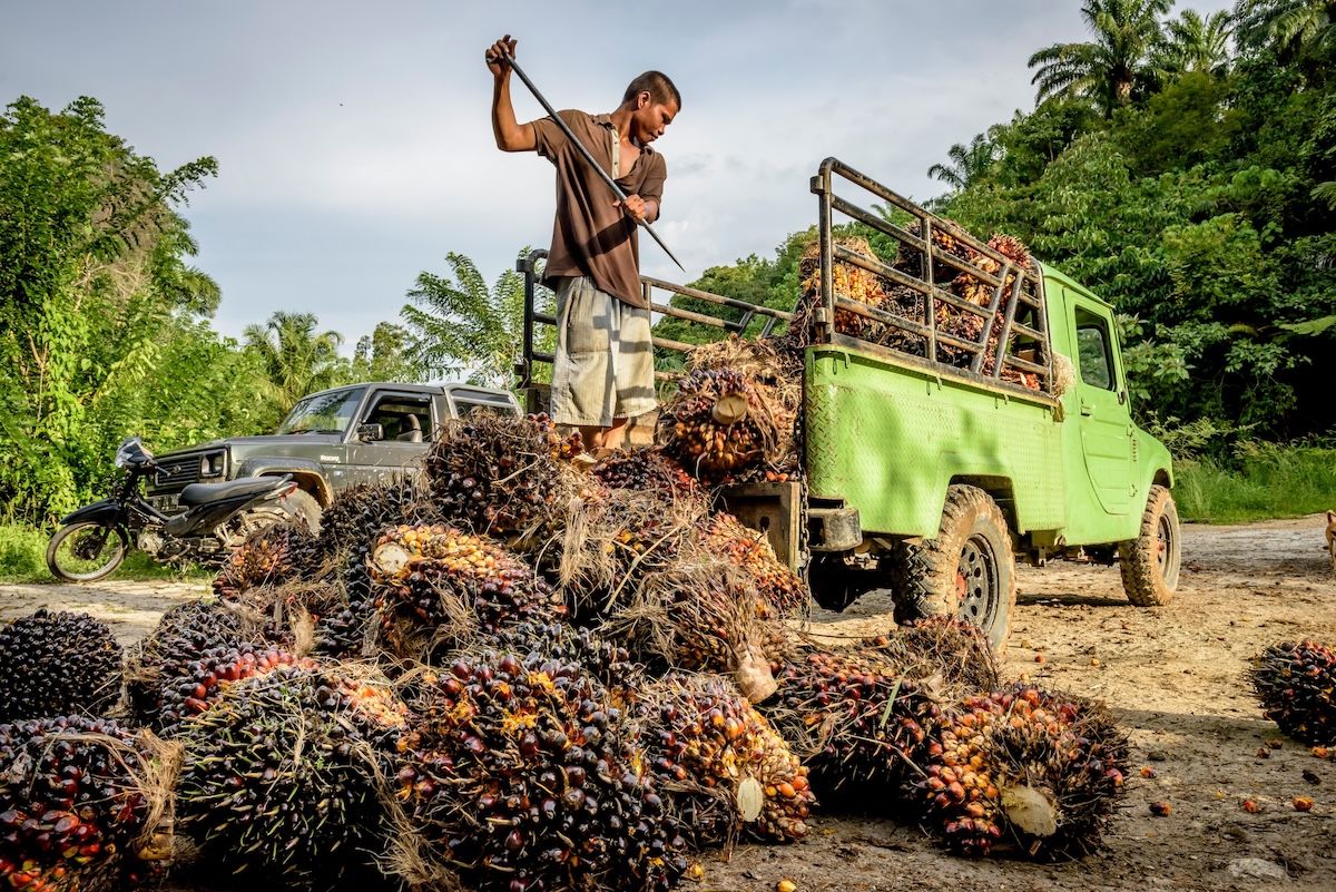 北スマトラ州タパヌリ・セラタンで収穫されたパーム果房。（C） Conservation International/photo by Tory Read