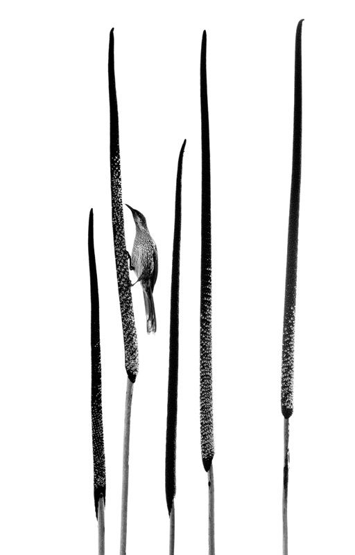 「グラスツリー（Grass Tree）」：モノクロ写真部門銀賞。撮影地：オーストラリア・クイーンズランド州　Raoul Slater, Australia - Bird Photographer Of The Year 2026