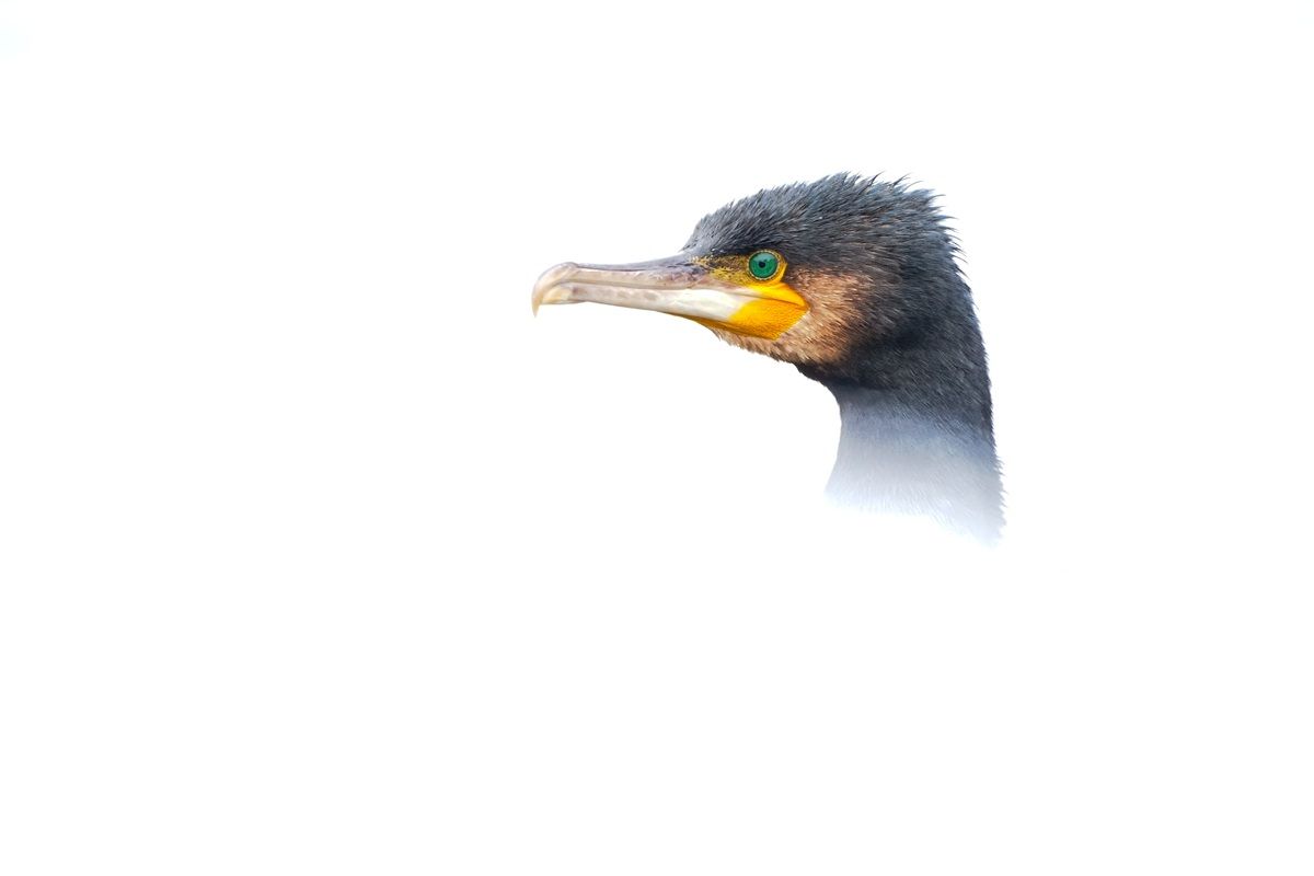 「エメラルド色の瞳（Emerald Eye）」：11歳以下部門金賞。撮影地：英国・ロンドン　Alberto Román Gómez, Spain - Bird Photographer Of The Year 2026