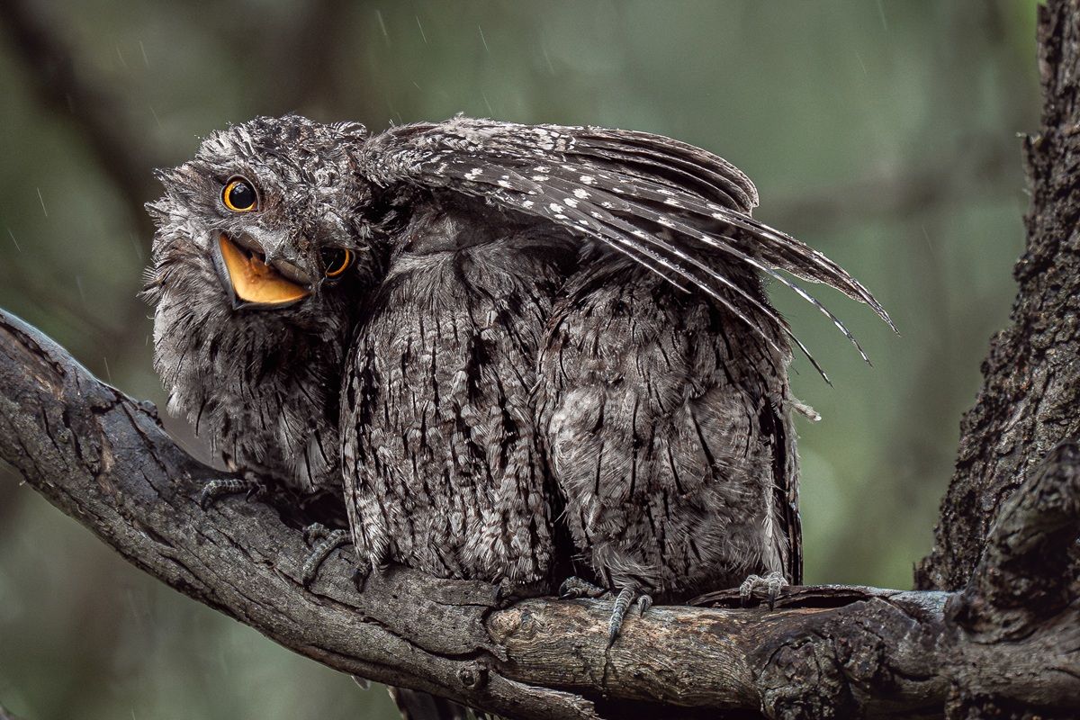 「みんなが濡れないように（I’m Keeping Everyone Dry）」：鳥の行動部門金賞。撮影地：オーストラリア・パース　Donald Chin, Australia - Bird Photographer Of The Year 2026