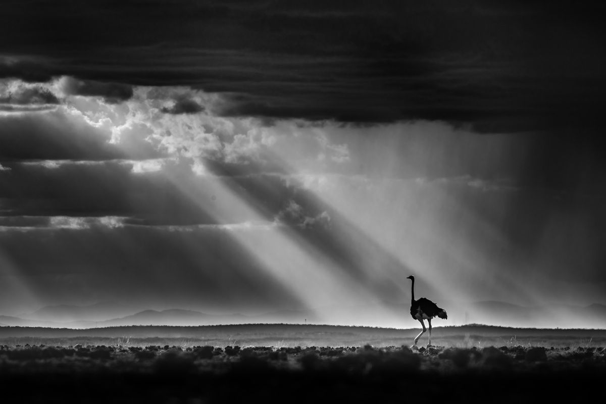 「ダチョウと地平線（An Ostrich Horizon）」：モノクロ写真部門金賞。撮影地：ケニア・アンボセリ国立公園　Rahul Sachdev, India - Bird Photographer Of The Year 2026