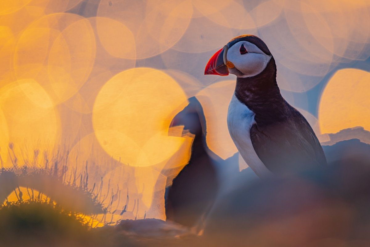 「黄昏時のパフィン（Sunset Puffin）」：最優秀ポートレート部門銀賞。撮影地：英国・スコマー島　Volker Widmann, Germany - Bird Photographer Of The Year 2026