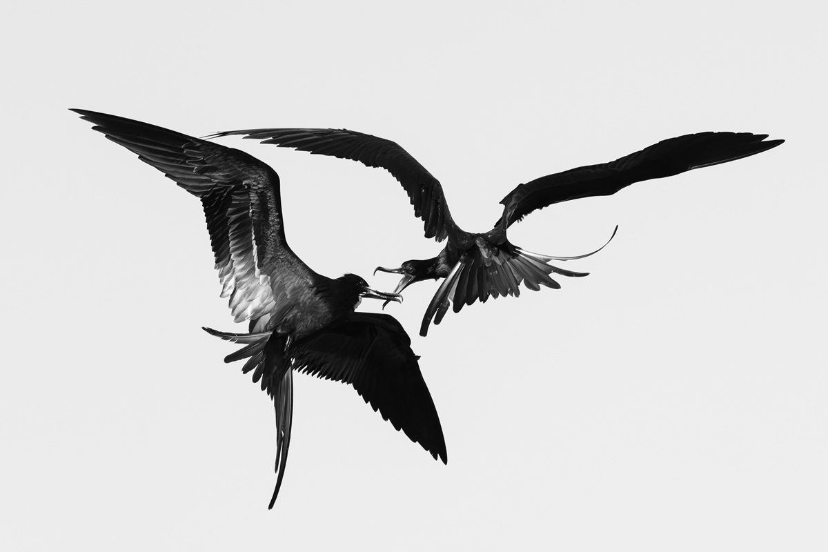 「盗み寄生（Kleptoparasitism）」：鳥の行動部門銅賞。撮影地：メキシコ・ユカタン半島　Bernhard Schubert , Austria - Bird Photographer Of The Year 2026