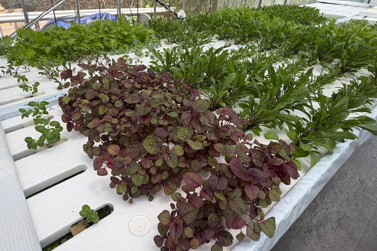 ベビーリーフを中心とした野菜を栽培。スポンジの間を傾斜に沿って養液が流れる仕組みだ