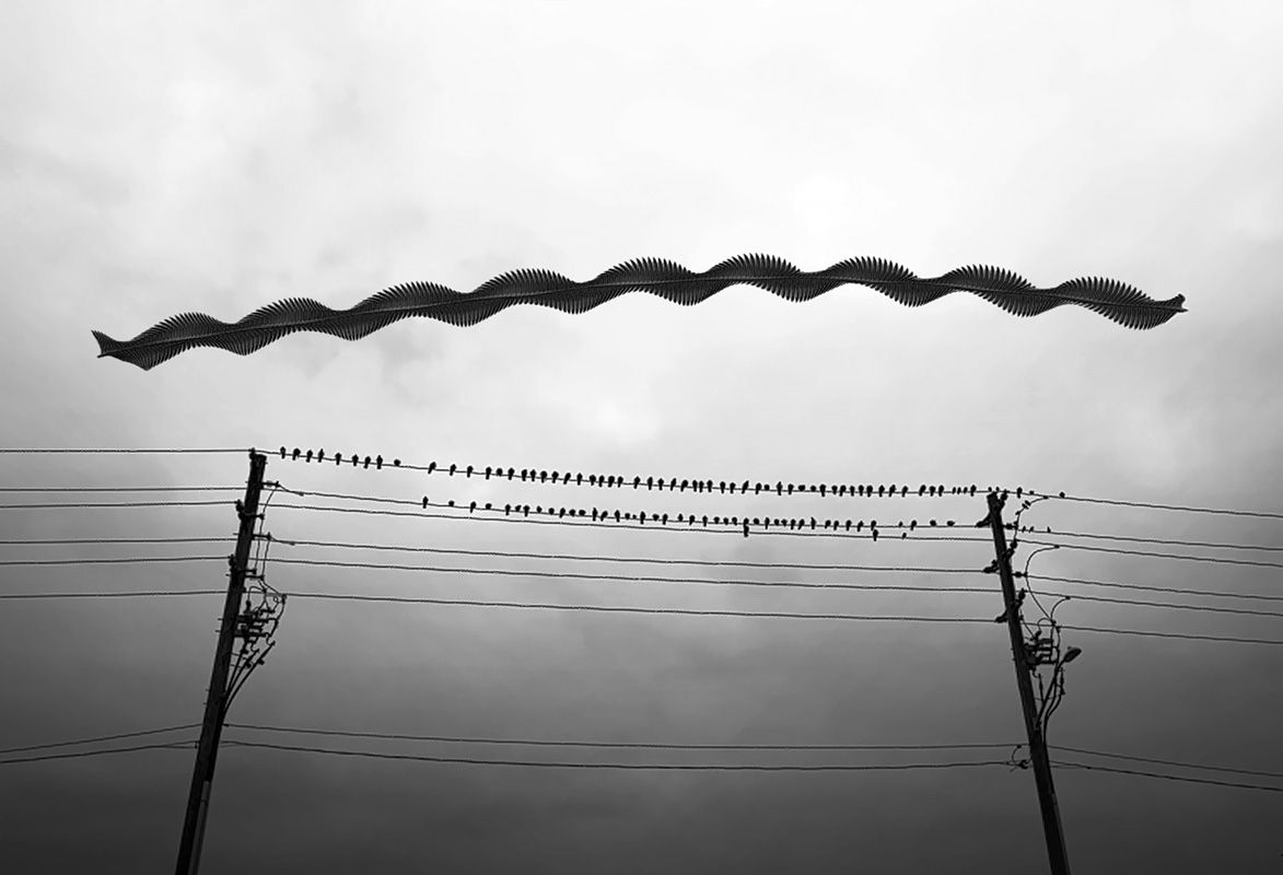 カナダ、オンタリオ州にて。電線に並んでとまっているハトたちが、電線と並行して飛んでいく1羽のカモメを見つめている。重ね合わされたカモメの飛行ルートは、無機質で硬直的な電線の上に描かれた波のようだ。 Wings Over Concrete © Raghuvamsh Chavali