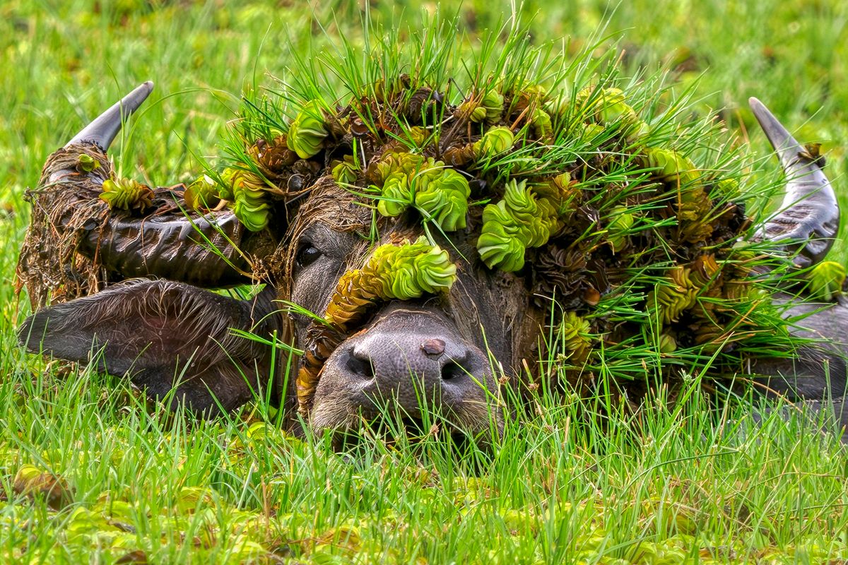 「帽子をかぶったドリス（Doris with her hat）」 撮影地：スリランカ　©Andy Rouse / Comedy Wildlife Photography Awards 2026