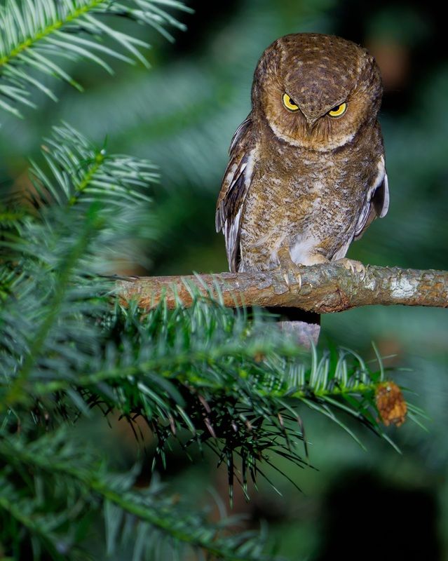 「フクロウの不機嫌顔（Resting Owl Face）」 撮影地：中国・広東省、南嶺国家森林公園　©Ka Chun Jacky Sung / Nikon Comedy Wildlife Photography Awards 22026