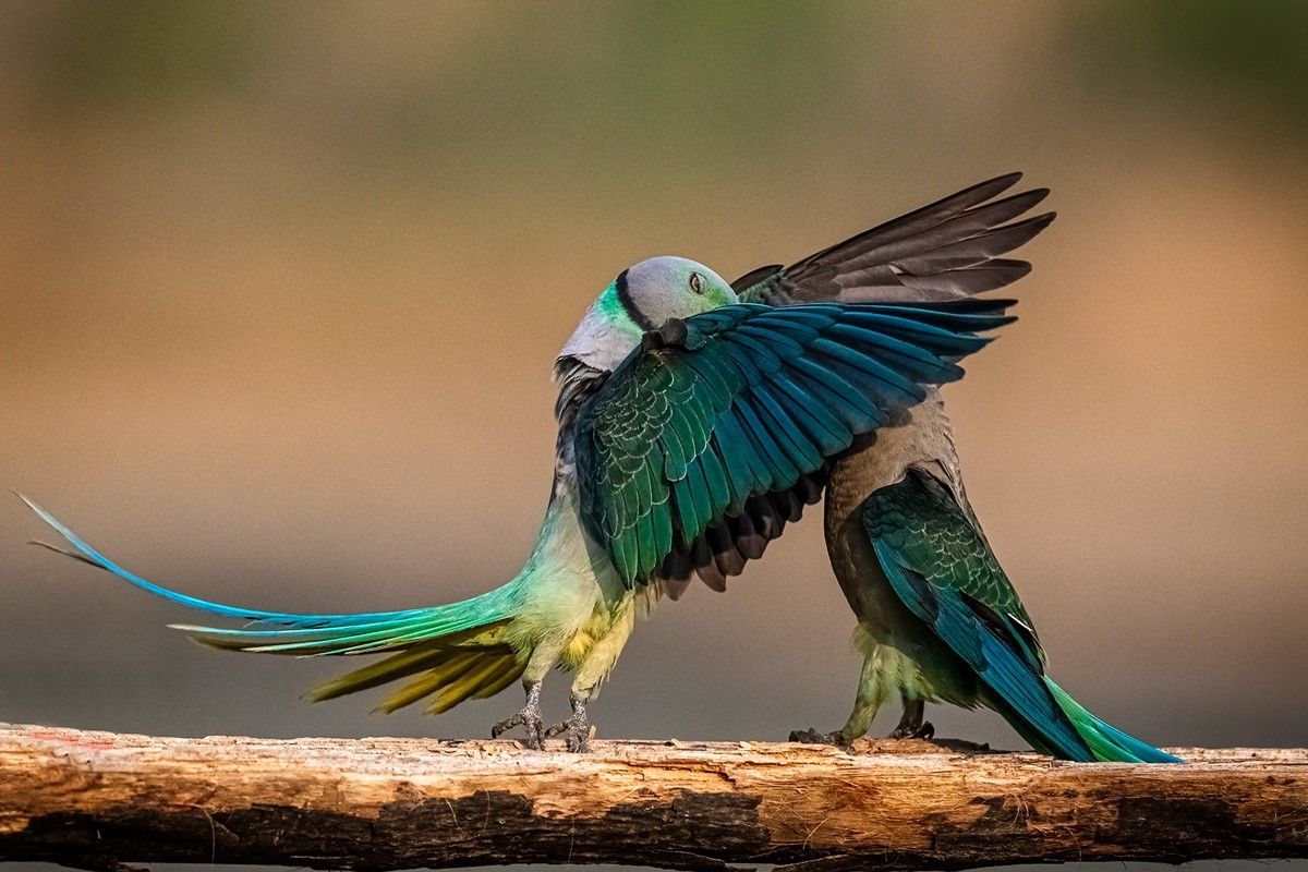 「秘密のキス（The Secret Kiss）」 撮影地：南インド　©Jeetendra Chaware / Nikon Comedy Wildlife Photography Awards 2026