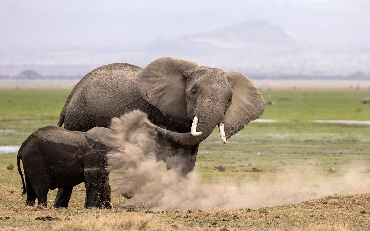 「教訓（Lessons）」 撮影地：ケニア・アンボセリ国立公園　©Heather Cudworth / Nikon Comedy Wildlife Photography Awards 2026