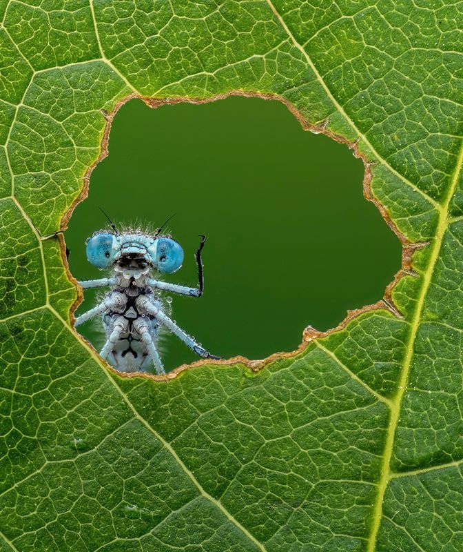 「自然の窓（Nature's Window）」 撮影地：英国スタッフォードシャー、ストーク＝オン＝トレント　©Lee Frost / Nikon Comedy Wildlife Photography Awards 2026