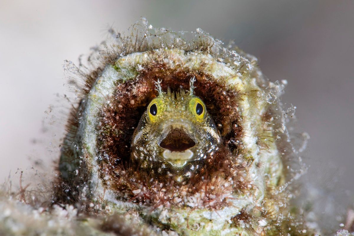 「寝過ごしちゃった？（Did I sleep past my alarm?）」 撮影地：キュラソー　©Fabi Fregonesi / Nikon Comedy Wildlife Photography Awards 2026