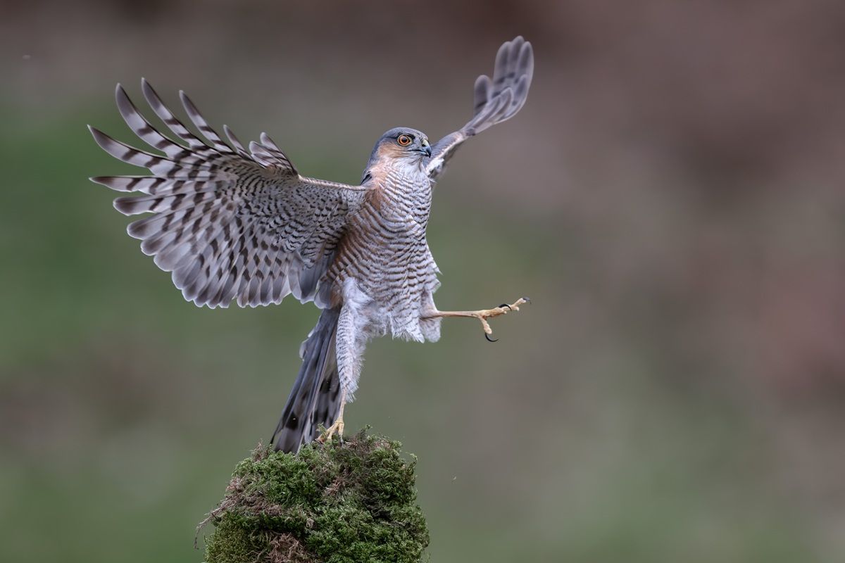 「バレエダンサー（Ballet Dancer）」 撮影地：スコットランド・ダンフリース　© Robert Nairn / Nikon Comedy Wildlife Photography Awards 2026