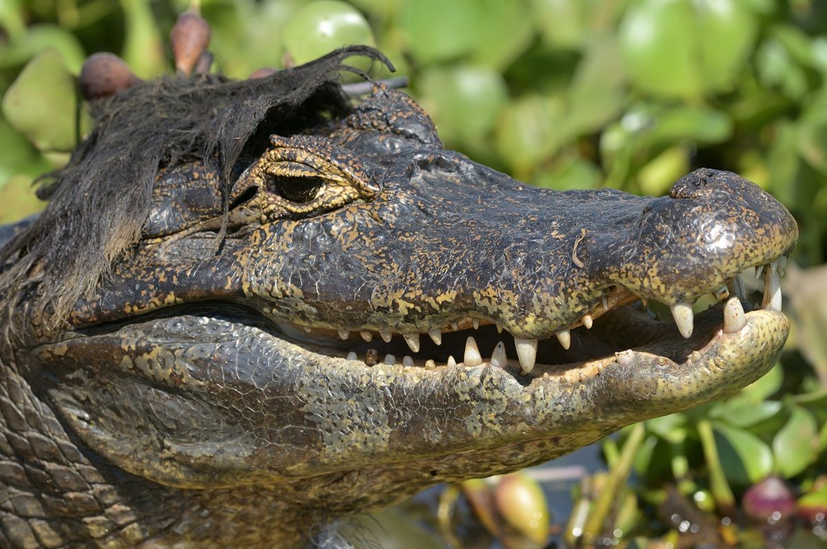 「エルビス（Elvis）」 撮影地：ブラジル・パンタナール湿原　©Paolo Torre / Nikon Comedy Wildlife Photography Awards 2026