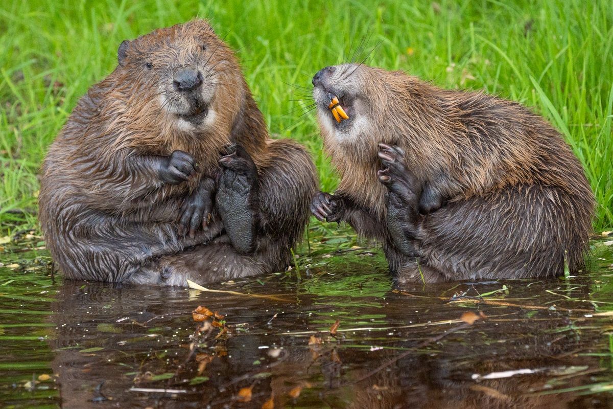 「私の決め顔はこっち側（This is my best side）」 撮影地：ベルギー・アルデンヌ　©Natalie Veekmans / Nikon Comedy Wildlife Photography Awards 2026